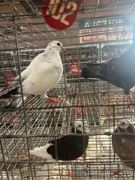2 Homer Pigeons