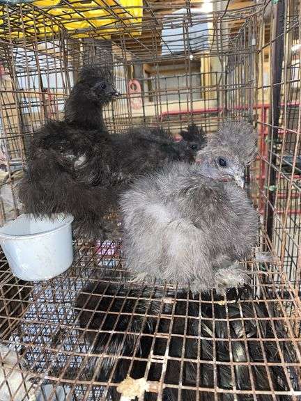 3 Bearded Silkies - 1 Silkie & 2 Showgirl