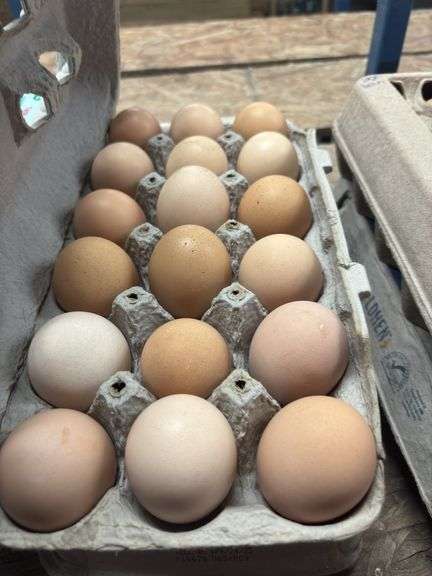 3 Doz Large Brown Eating Eggs