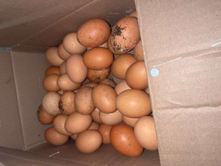 4 Doz Xlarge Brown Eating Eggs
