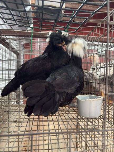 2 White Crested Polish Cockerels