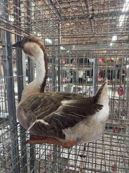 African Goose Hen
