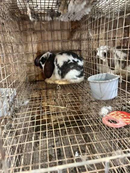 Mini Lop Cross Doe - 10 Wks Old