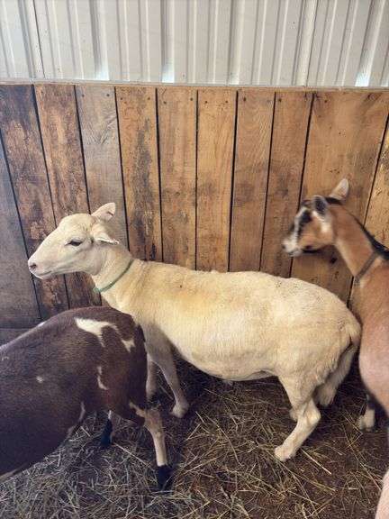 White Khatadin Ewe - 18 Months Old