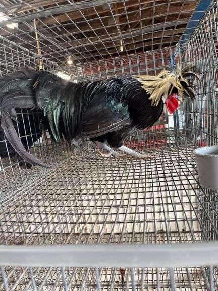 Polish Rooster