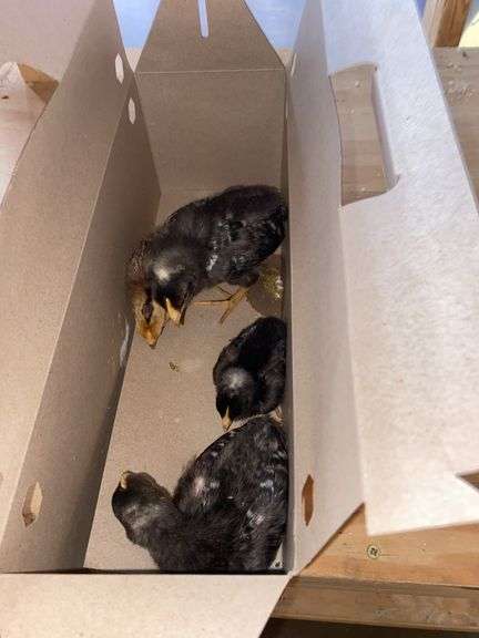4 Chicks - 3 Barred Rock & 1 Rhode Island Red
