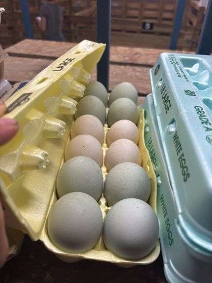 1 Doz Duck Eating Eggs