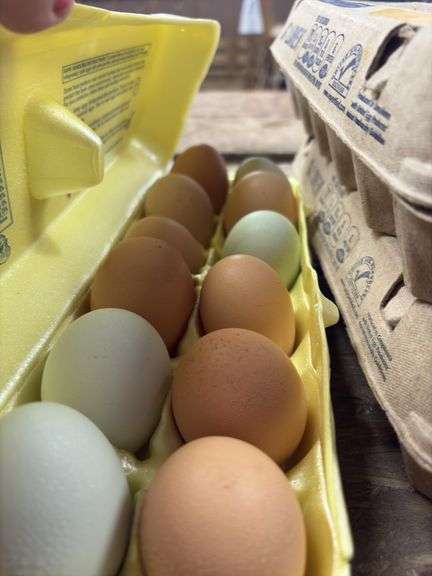 1 Doz Xlarge Eating Eggs