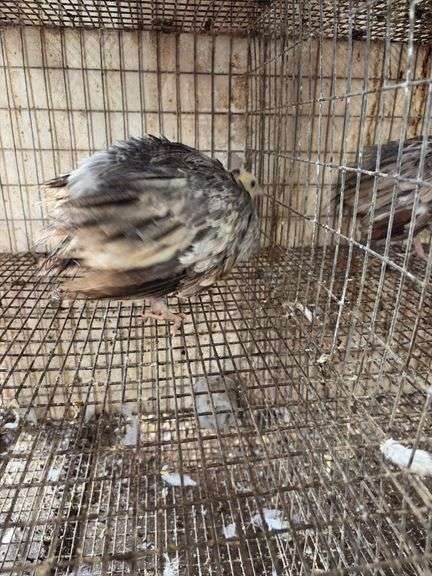 Young Black Shoulder Peacock