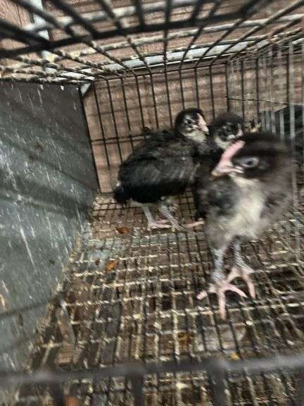 3 Black Copper Maran Chicks