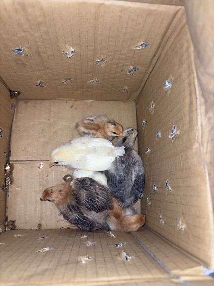 6 Barnyard Mix Chicks