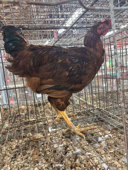2 Roosters - 1 Silver Laced Wyandotte 1 Rhode Island Red