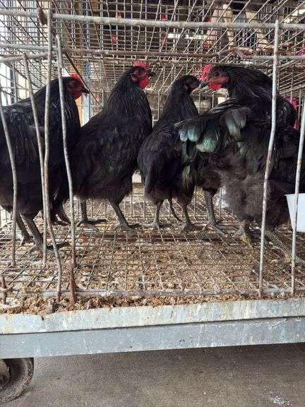 5 Black Australorp Roosters