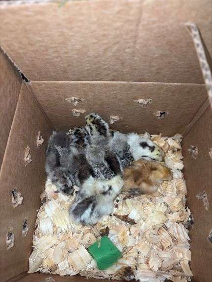 6 Silkie Chicks