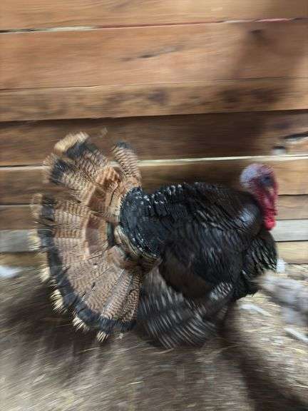 Bronze Tom Turkey - 1 Yr Old