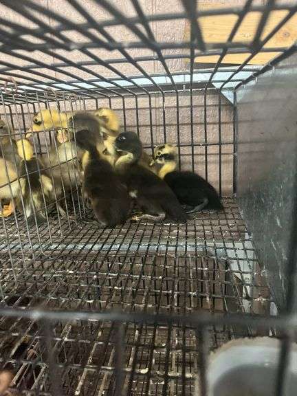 6 Chocolate & Penciled Runner Ducks