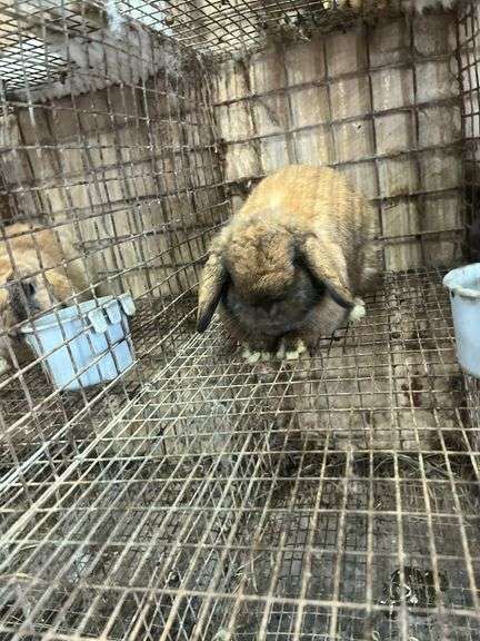 Brown Holland Lop Buck