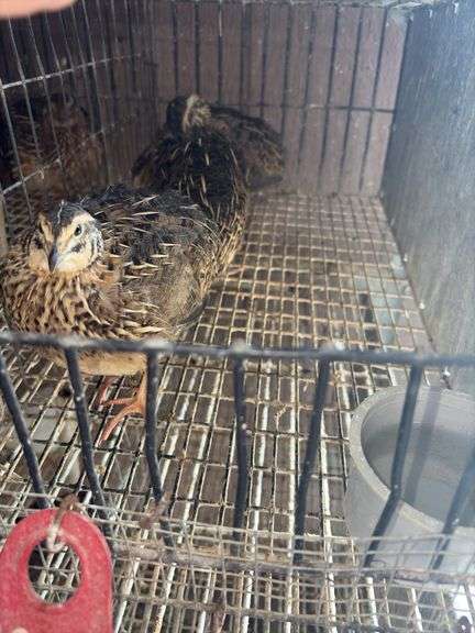 3 Coturnix Quail
