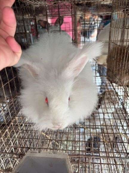 Albino English Angora Doe