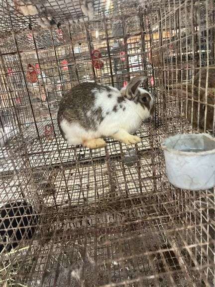 Mini Lop Cross Doe - 10 Wks Old