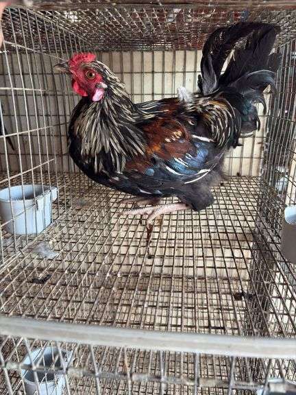 Easter Egger Rooster