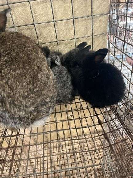 Lionhead Doe w/ 5 Bunnies - Sells As A Family