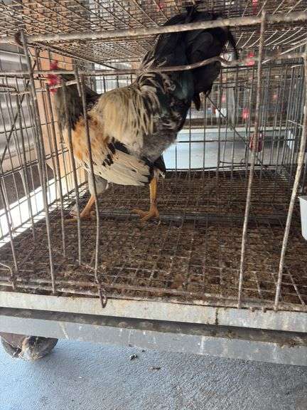 True Blue Whiting Rooster "Ricky" Not Friendly with Other Roosters