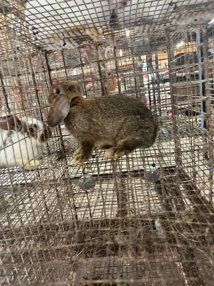 Mini Lop Cross Doe - 10 Wks Old