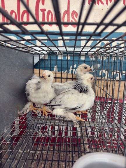 3 Light Brahma Chicks - Hatched 6/16/25