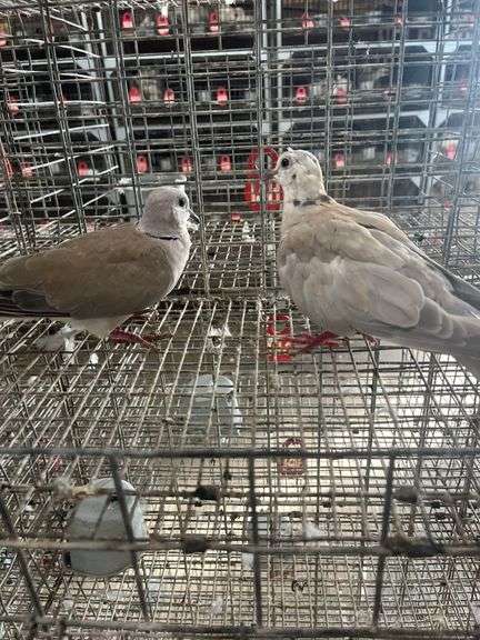 2 Doves