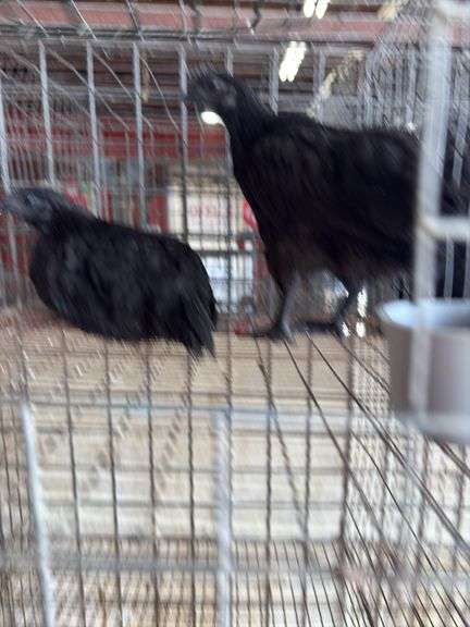 2 Ayam Cemani Hens