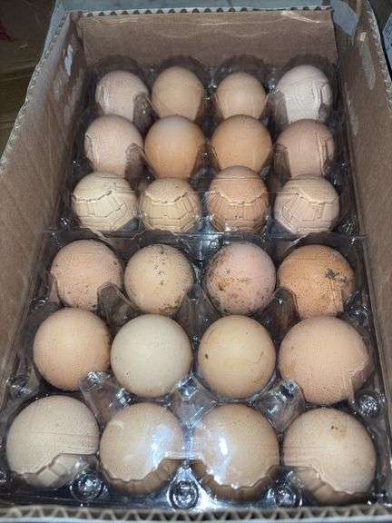 6 Doz Brown Eating Eggs
