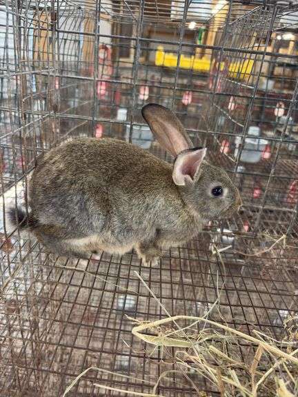 Flemish Doe w/ Feed