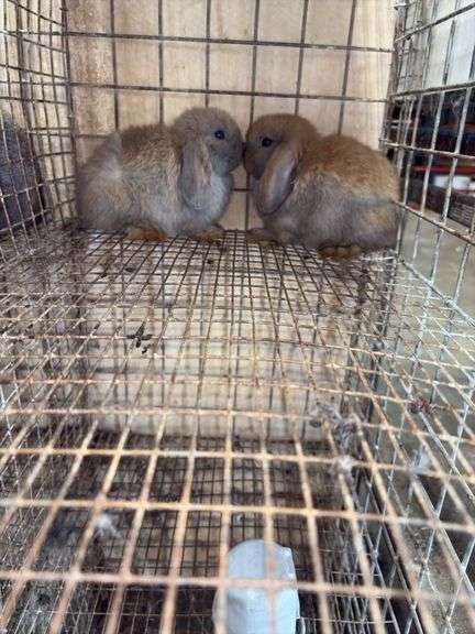 2 Baby Holland Lop Does - DOB 6/9/25