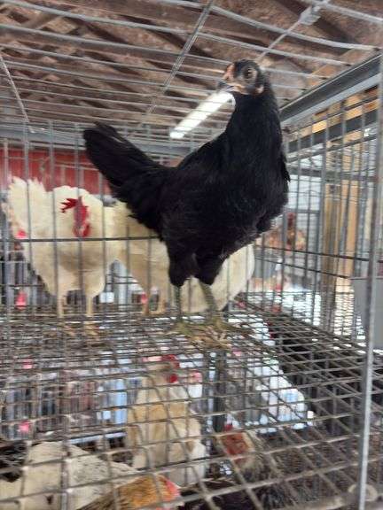 Black Australorp Rooster - 4 Mos Old