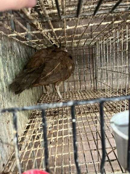 Purple Peachick