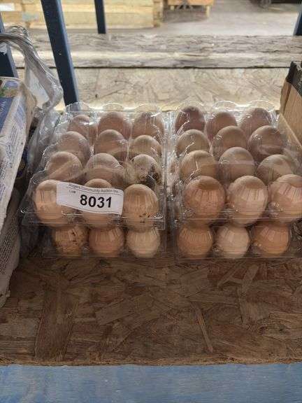 4 Doz Chicken Eating Eggs
