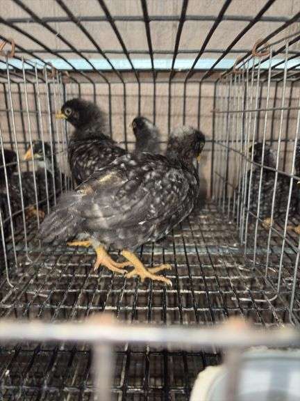 4 Diamond Dutchess Pullets - Blue Egg Layers