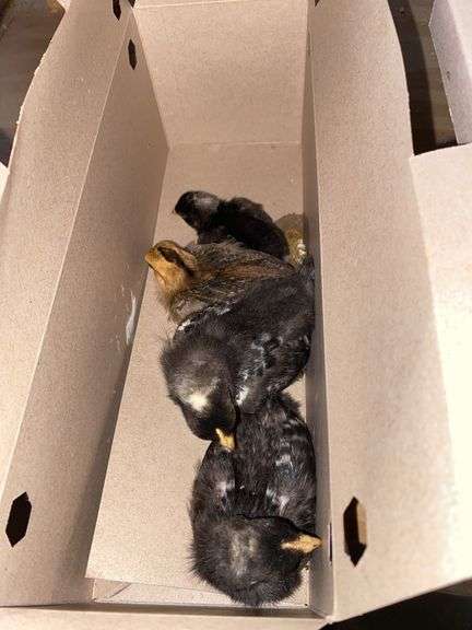 4 Chicks - 3 Barred Rock & 1 Rhode Island Red