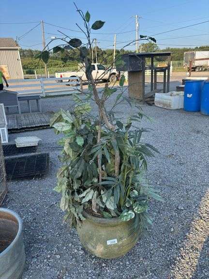 Barn Plant