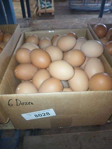 6 Doz Large Brown Eating Eggs