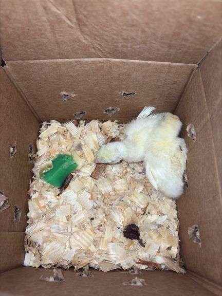 2 Royal Palm Turkey Poults