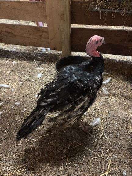 Black Bronze Tom Turkey - 3.5 Mos Old