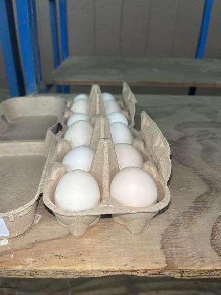 1 Doz Fertile Silver Sebright Banty Eggs