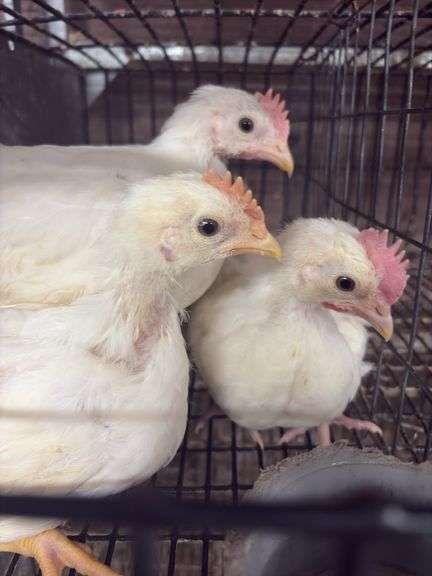 4 White Leghorn Cockerels