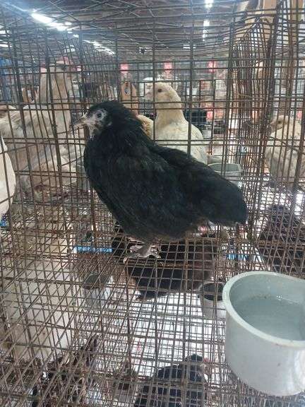 Black Langshaw Pullet