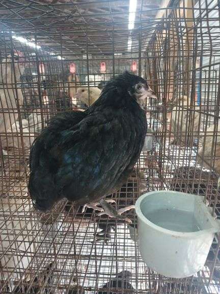 Black Langshaw Pullet