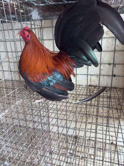 BB Red Banty Rooster