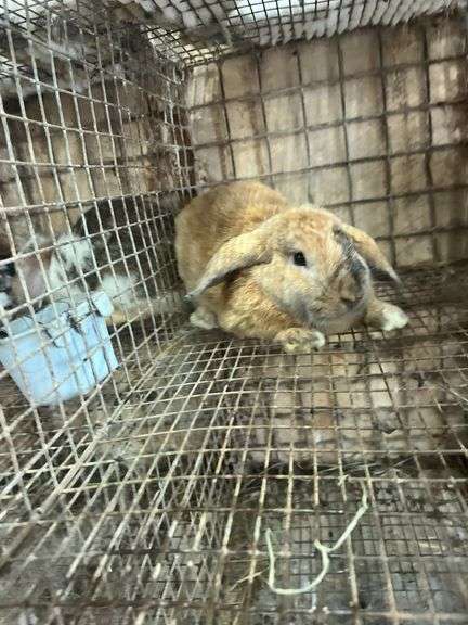 Orange Holland Lop Buck