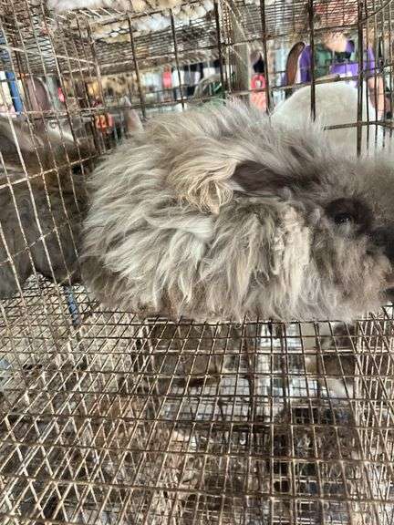 Chocolate English Angora Doe